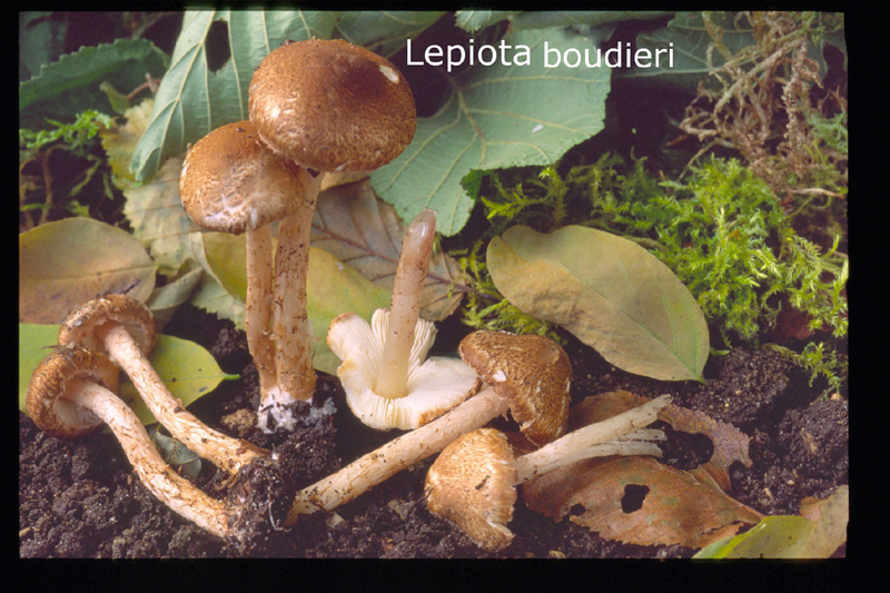 Lepiota boudieri-amf1181.jpg - Lepiota boudieri ; Syn1: Lepiota helveola var.boudieri ; Syn2: Lepiota fulvella ; Non français: Lépiote de Boudier